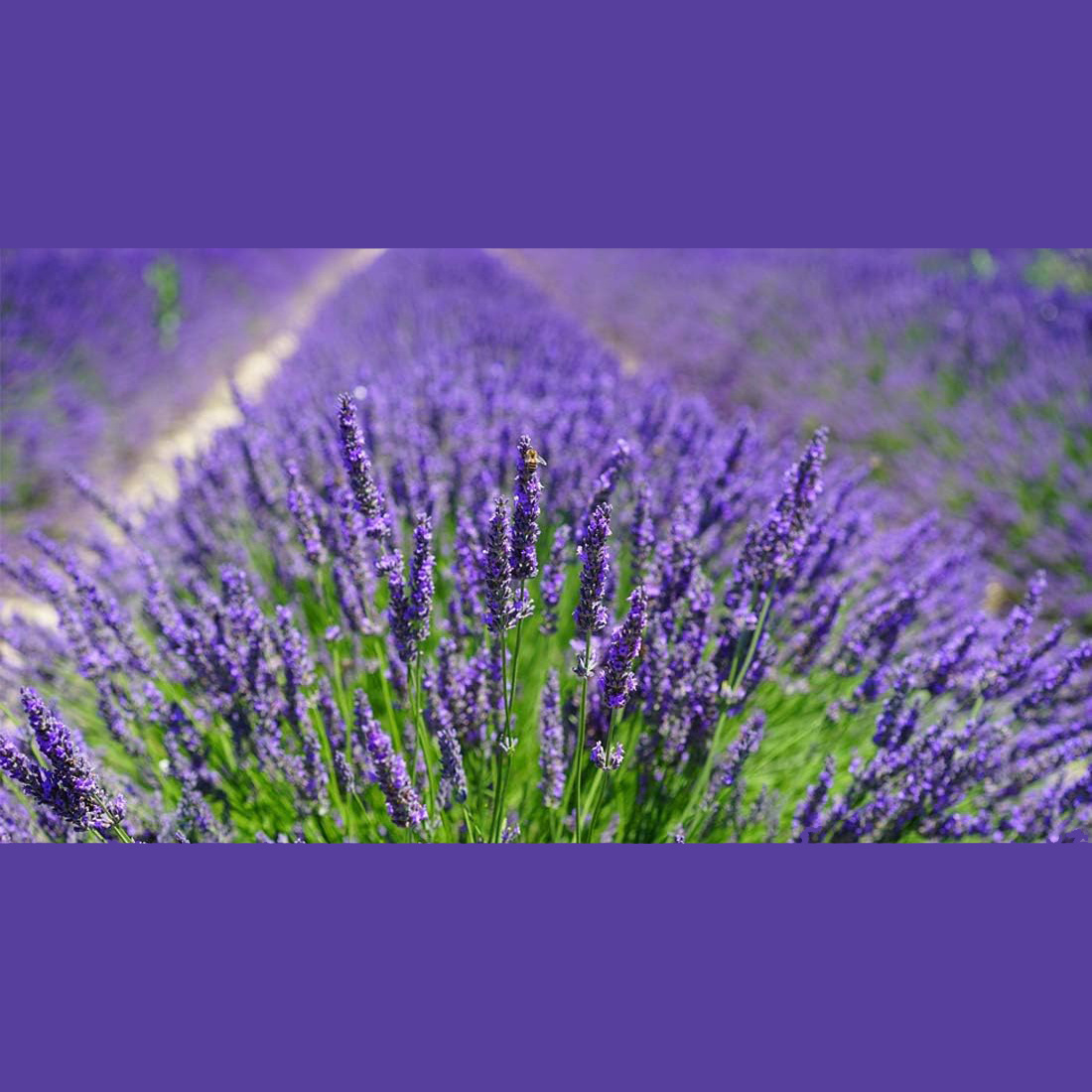 10 шт. натуральных лавандовых  – обзор и цена Home Fragrance Lavender